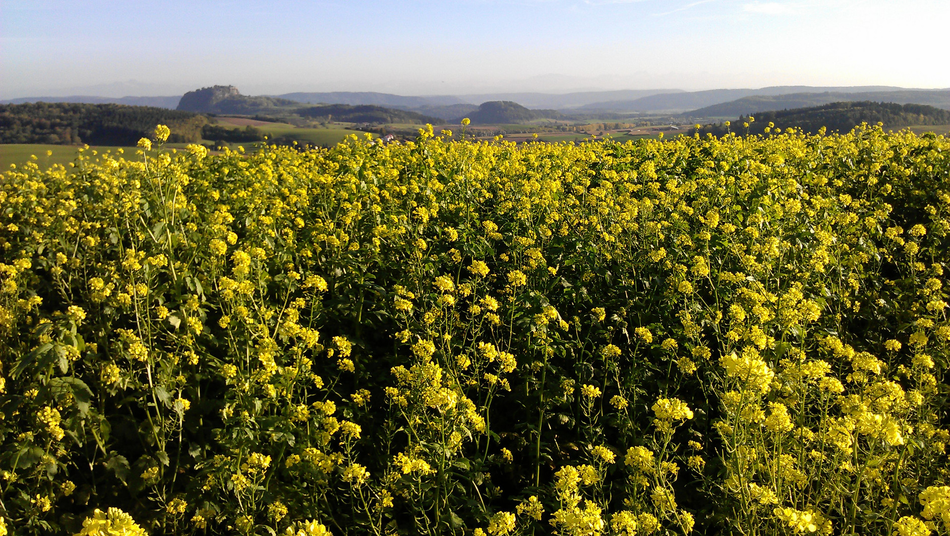 Blickauf den Hohentwiel