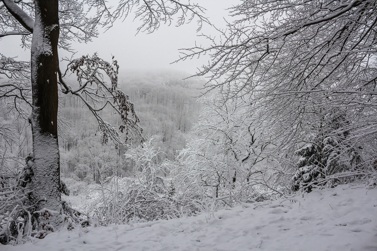 Blickdurch den Winterwald