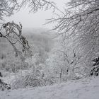 Blickdurch den Winterwald