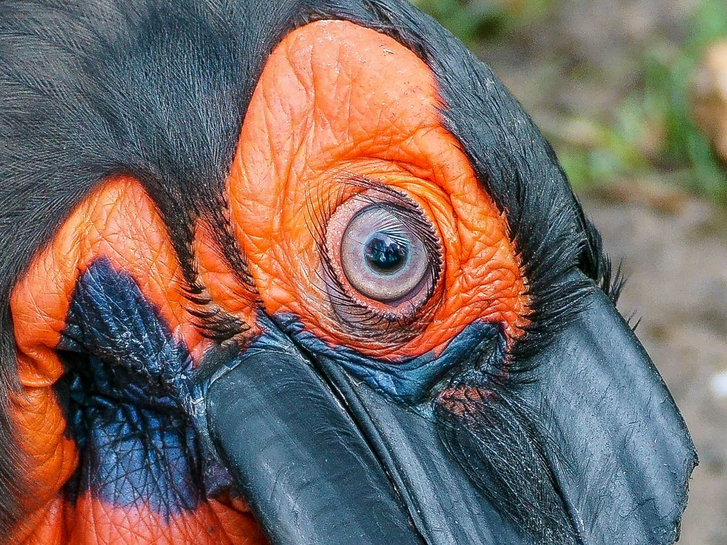 Blicke Foto & Bild | natur, vogel, zoo Bilder auf ...