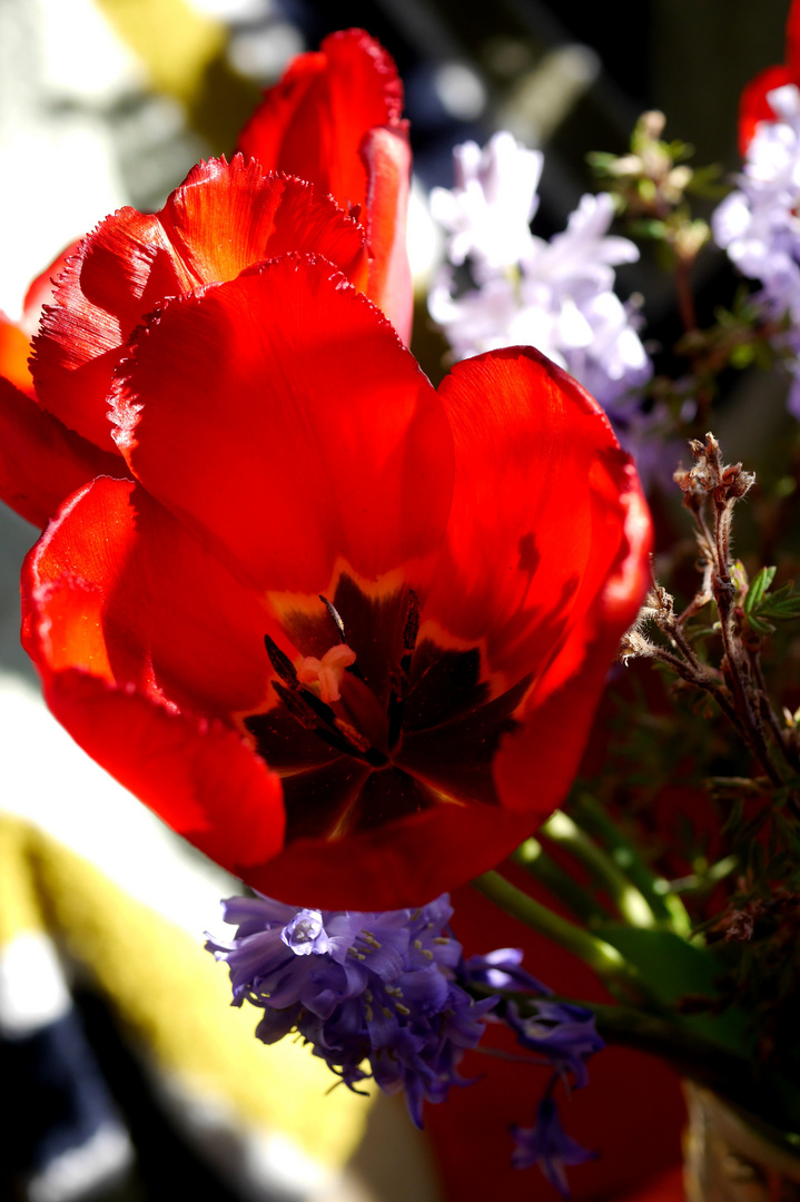 Blicke auf einen Tulpenstrauß 1