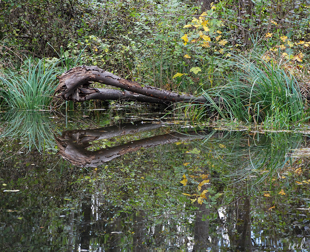 Blickfänger im Auwald-Dschungel