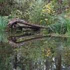 Blickfänger im Auwald-Dschungel