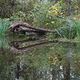 Blickfnger im Auwald-Dschungel