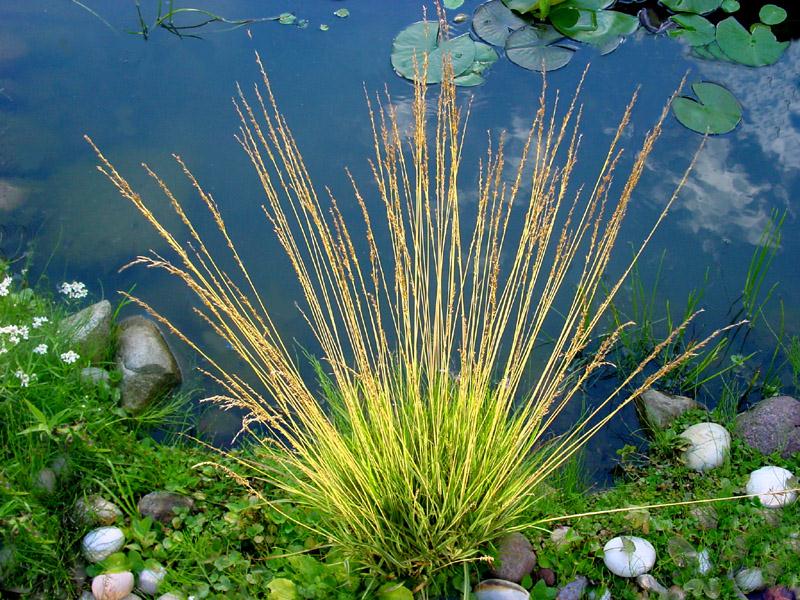 Blickfang am Teich