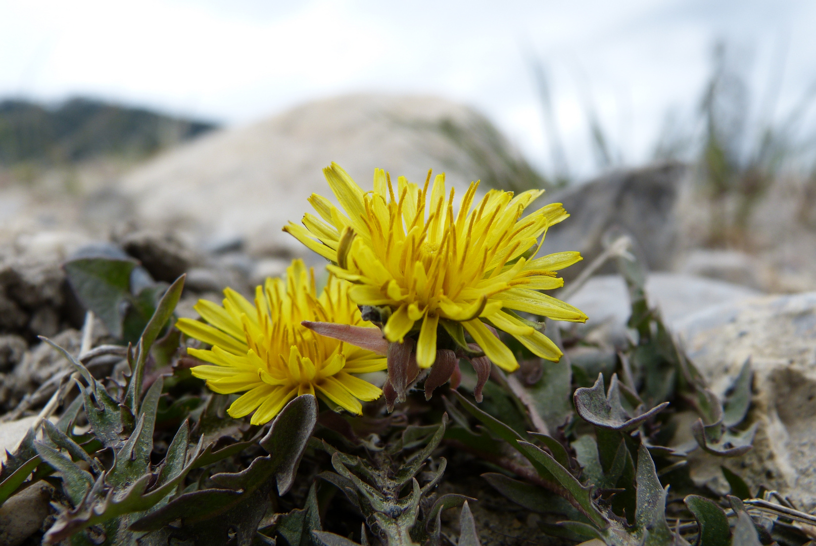 Blickfang am Wegesrand