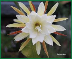 Blickfang im Garten