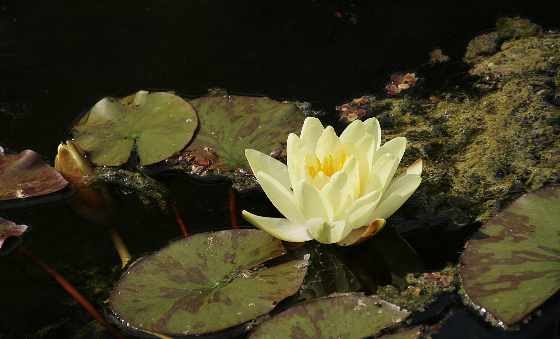 Blickfang im Teich