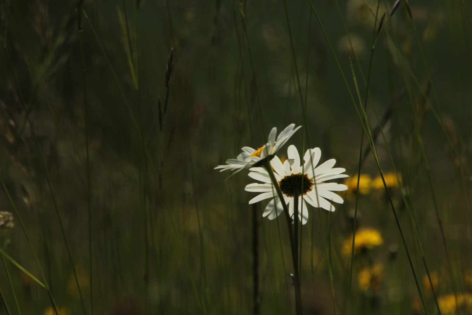 Blickfang in der Wiese