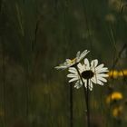 Blickfang in der Wiese