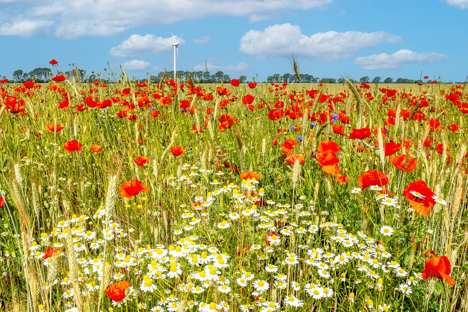 Blickfang Mohnblumen