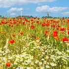 Blickfang Mohnblumen