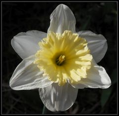 Blickfang: Zweifarbige Narzisse - Narcissus 'curly