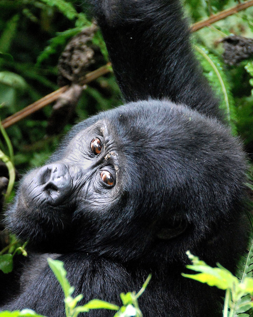 Blickkontakt: Berggorilla in Uganda