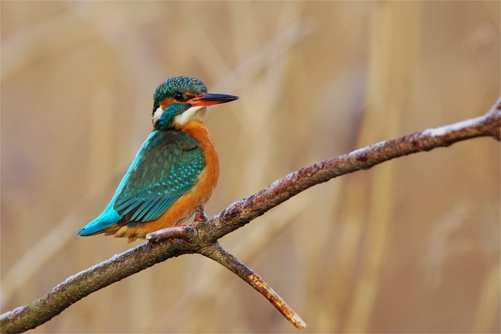 Blickkontakt - Eisvogel - (Alcedo atthis) Weibchen - wildelife