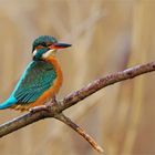 Blickkontakt - Eisvogel - (Alcedo atthis) Weibchen - wildelife