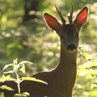 Blickkontakt im morgendlichen Gegenlicht