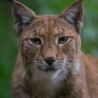 Blickkontakt im Tiergarten Nürnberg