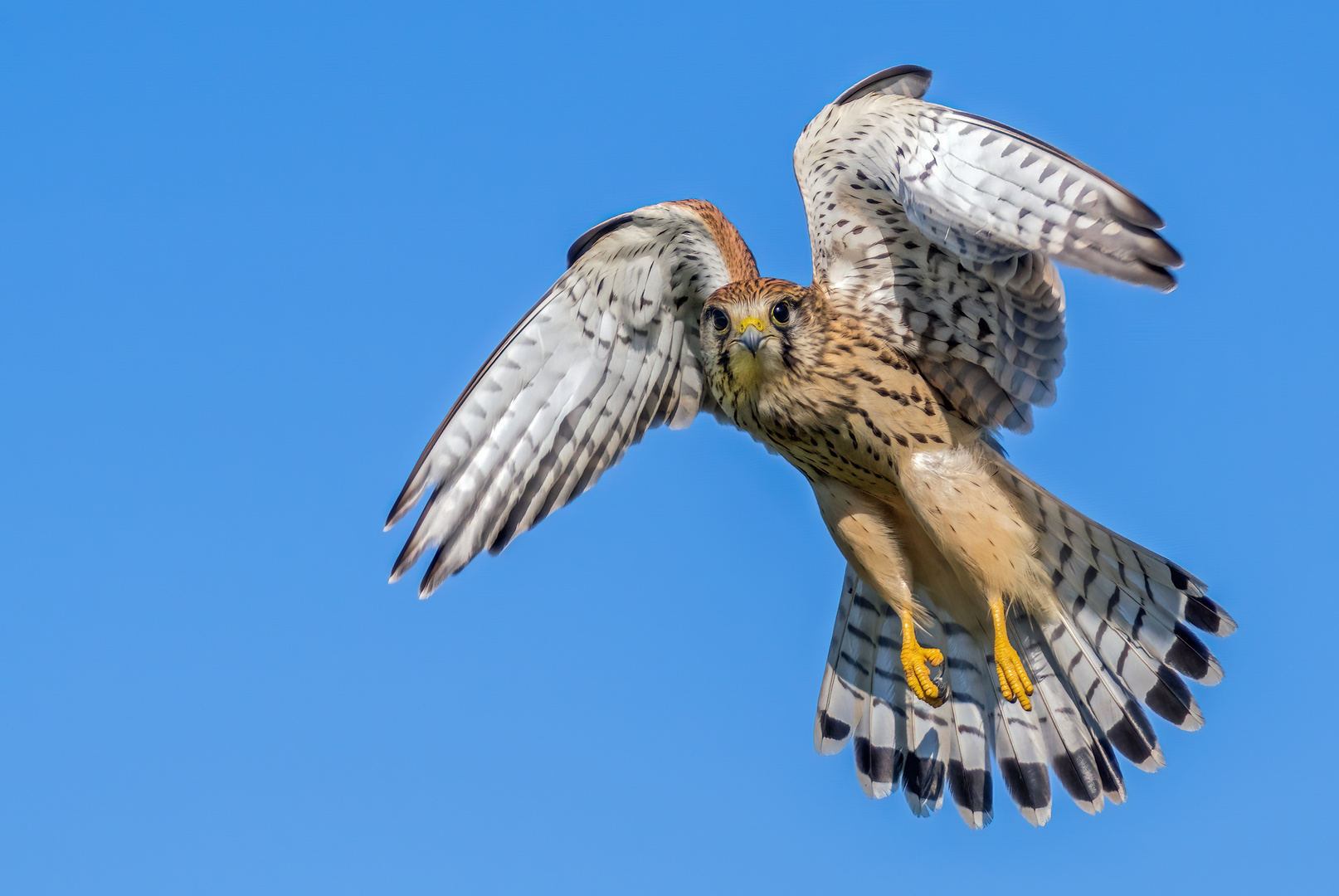 "Blickkontakt in die Jagdkanzel"