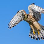 "Blickkontakt in die Jagdkanzel"