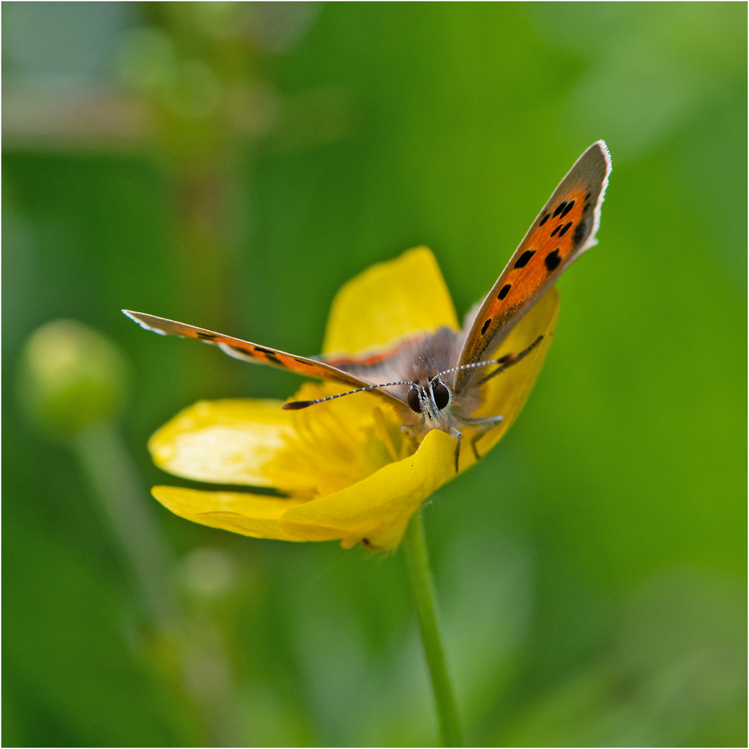 Blickkontakt - Kleiner Feuerfalter (Lycaena phlaeas) auf . . .