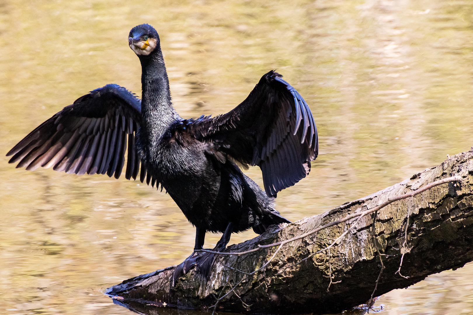 Blickkontakt mit dem Kormoran