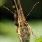 Blickkontakt mit dem Schmetterling