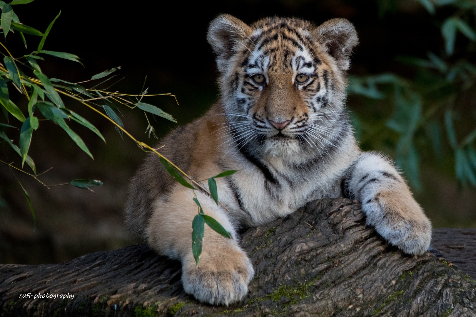 Blickkontakt mit dem Tigerkind