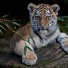 Blickkontakt mit dem Tigerkind