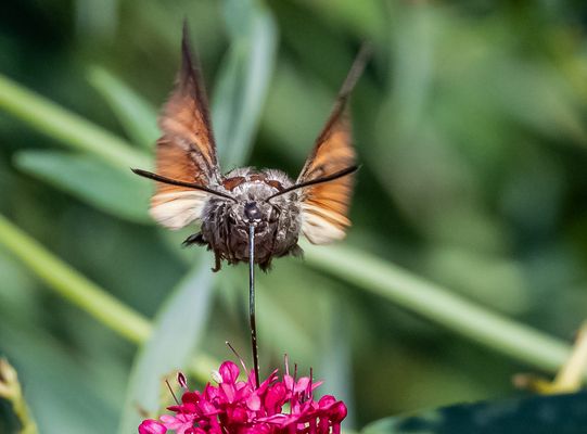 Blickkontakt mit demTaubenschwaenzchen