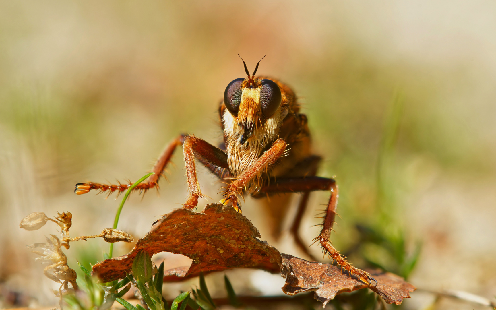 Blickkontakt mit der Hornissen-Raubfliege 