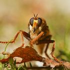 Blickkontakt mit der Hornissen-Raubfliege 