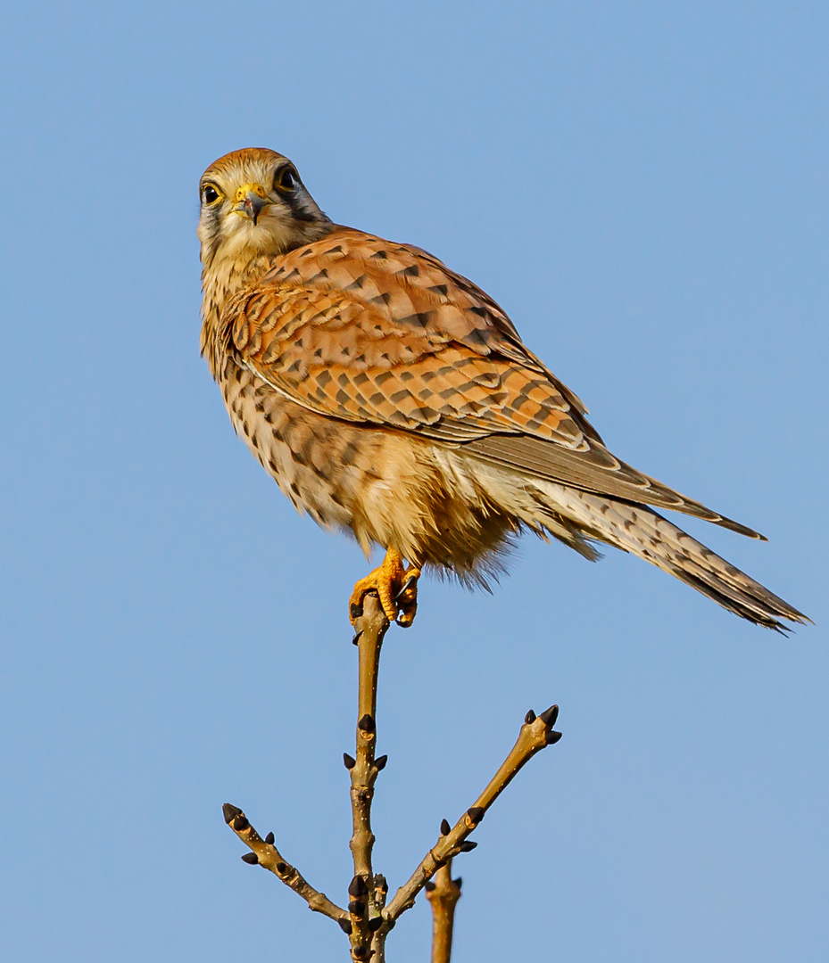 Blickkontakt mit der Turmfalkedame (Falco tinnunculus)