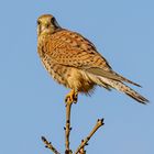 Blickkontakt mit der Turmfalkedame (Falco tinnunculus)