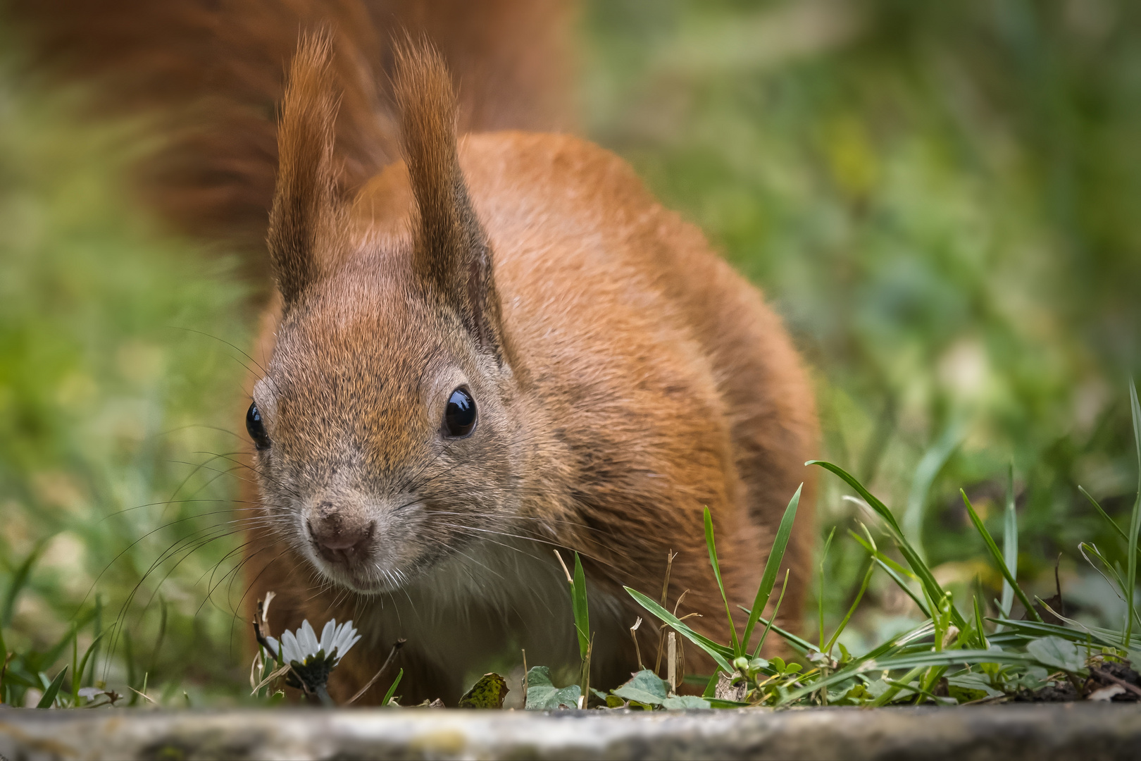 Blickkontakt mit einem Eichhörnchen