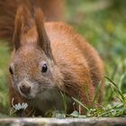 Blickkontakt mit einem Eichhörnchen