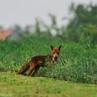 Blickkontakt mit einem Rotfuchs