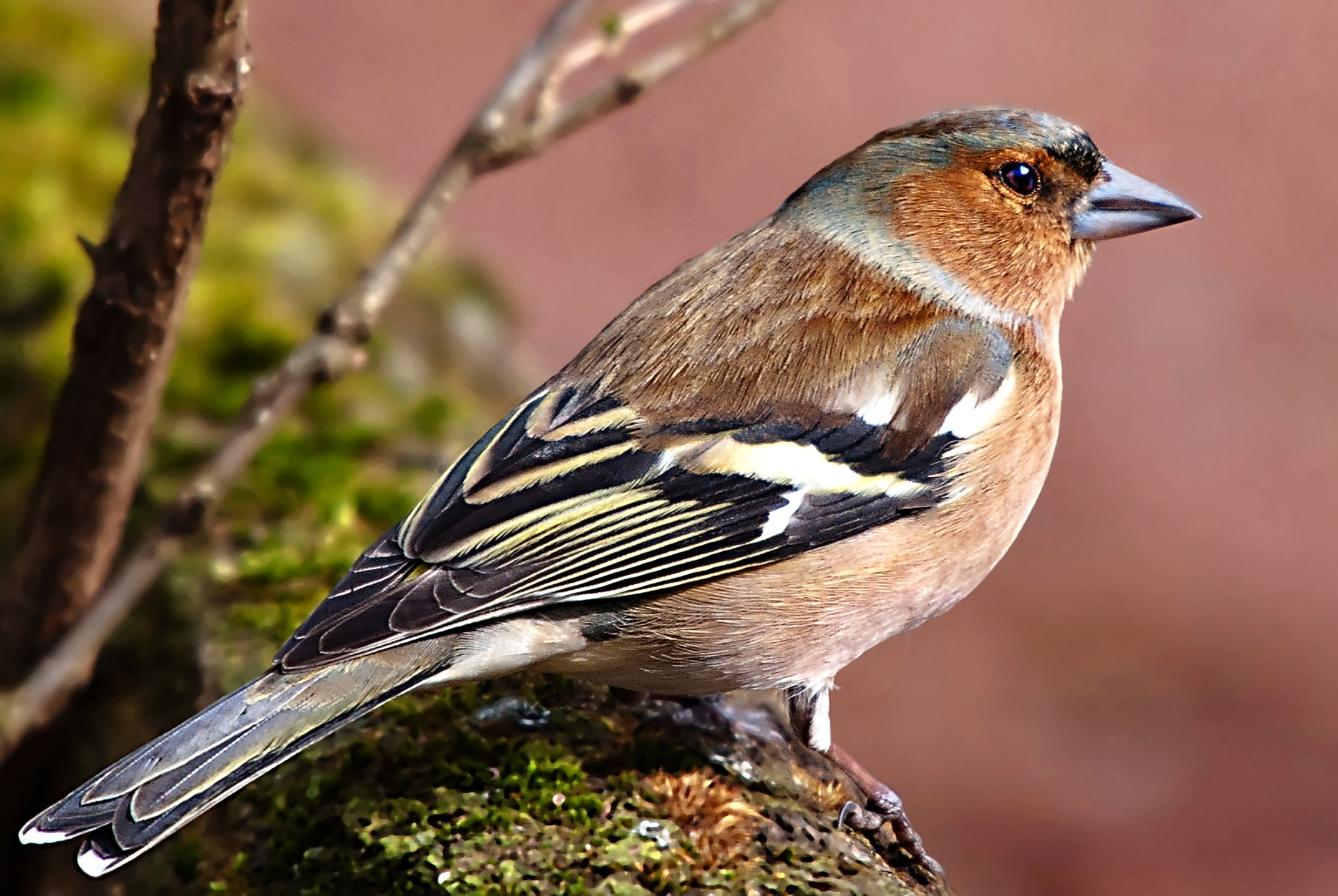 Blickkontakt mit einem Vogel .....