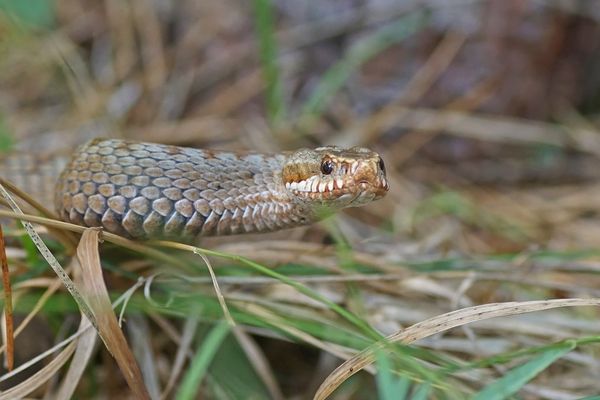 Blickkontakt mit einer Kreuzotter (Vipera berus)