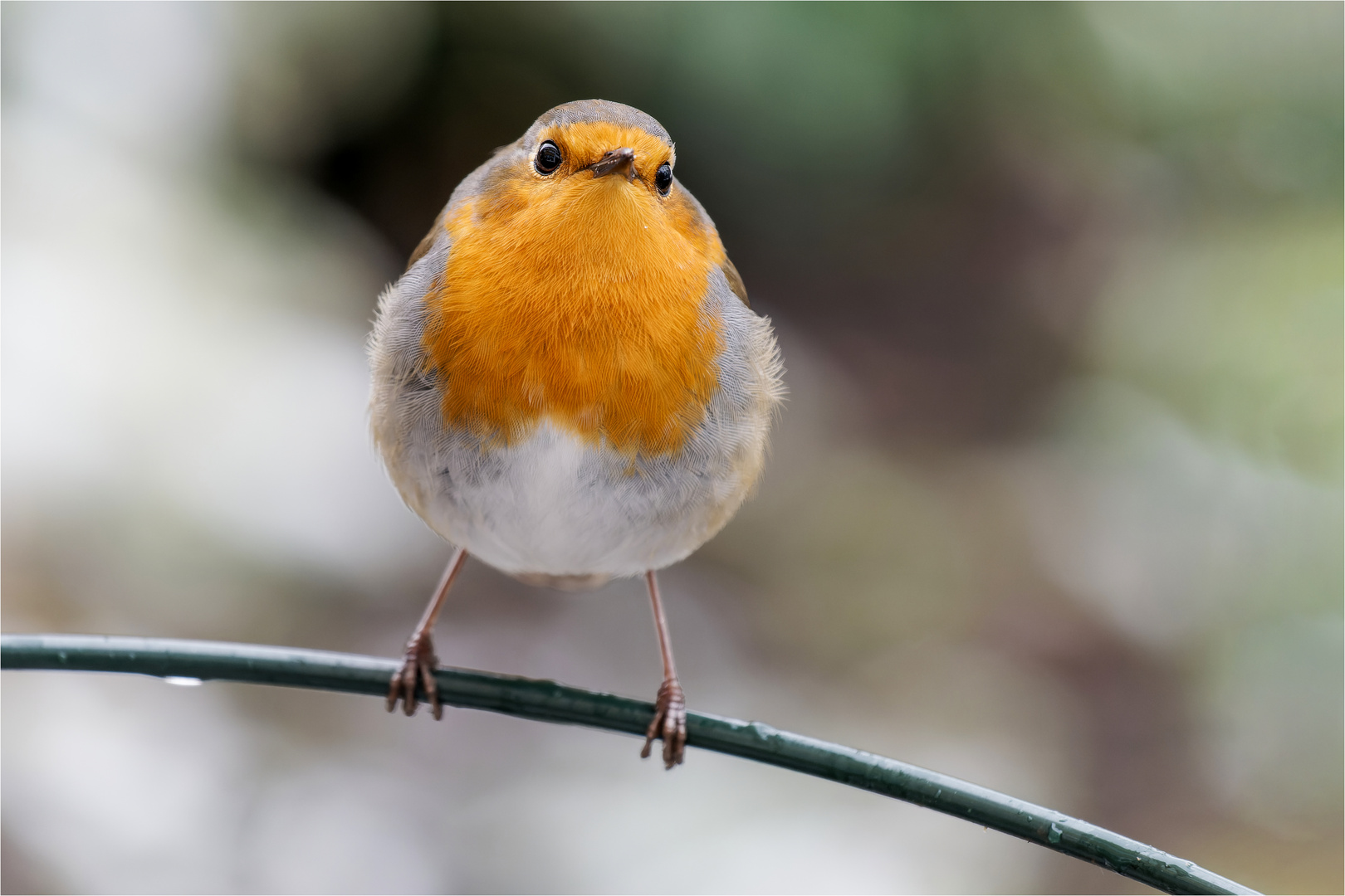 Blickkontakt mit lütt Robin  .....