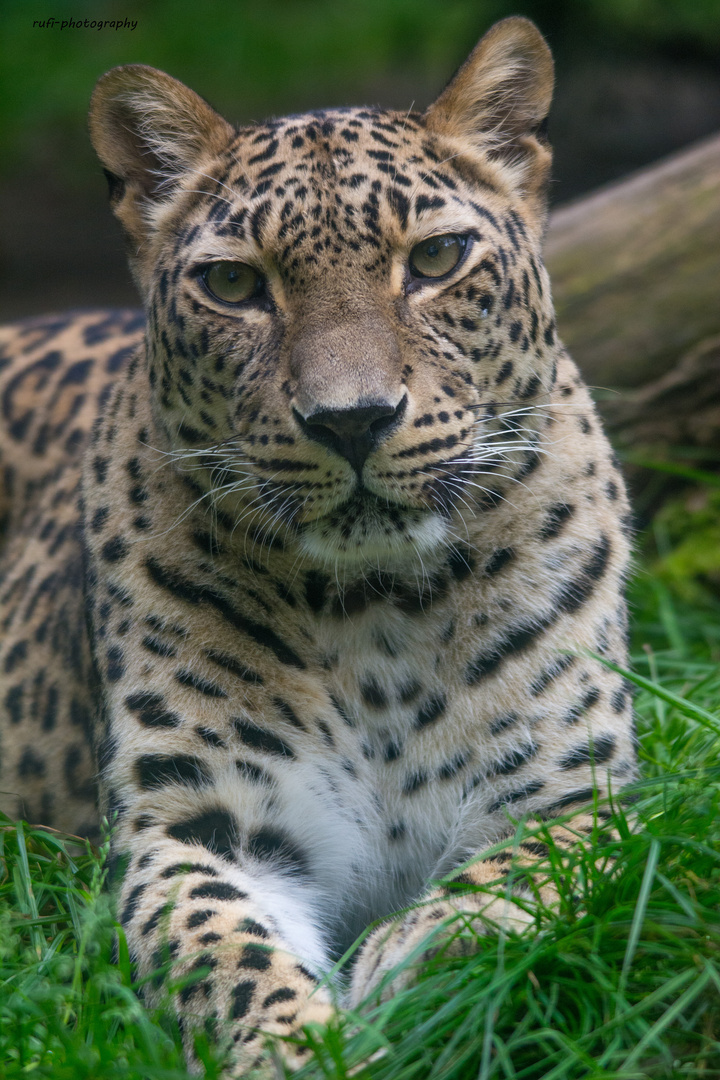 Blickkontakt mit persischem Leoparden im Zoologischen Garten Nürnberg