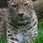 Blickkontakt mit persischem Leoparden im Zoologischen Garten Nürnberg