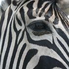 Blickkontakt mit Zebra