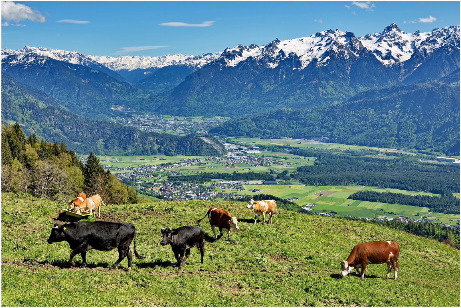 Blickrichtung Bludenz  2021-05-21 Kühe