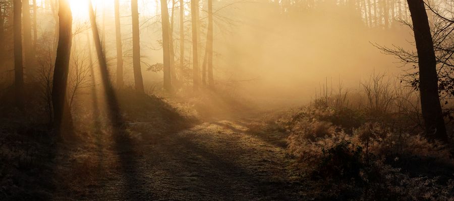 Blickrichtung Sonne....