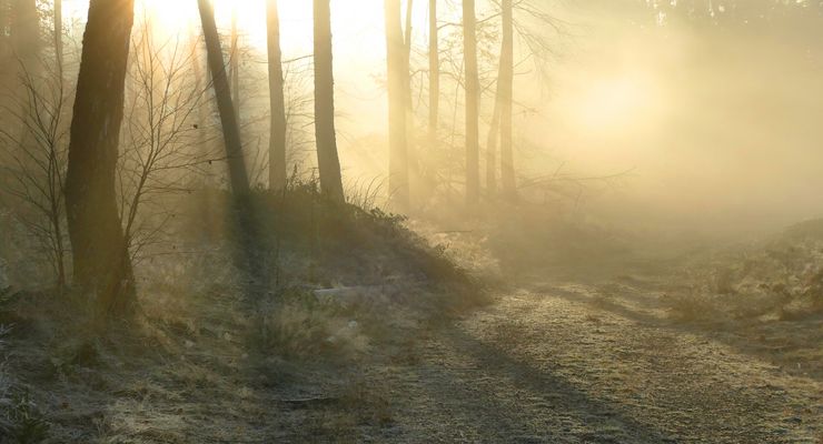Blickrichtung Sonnenlicht