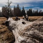 Blickwinkel Baum