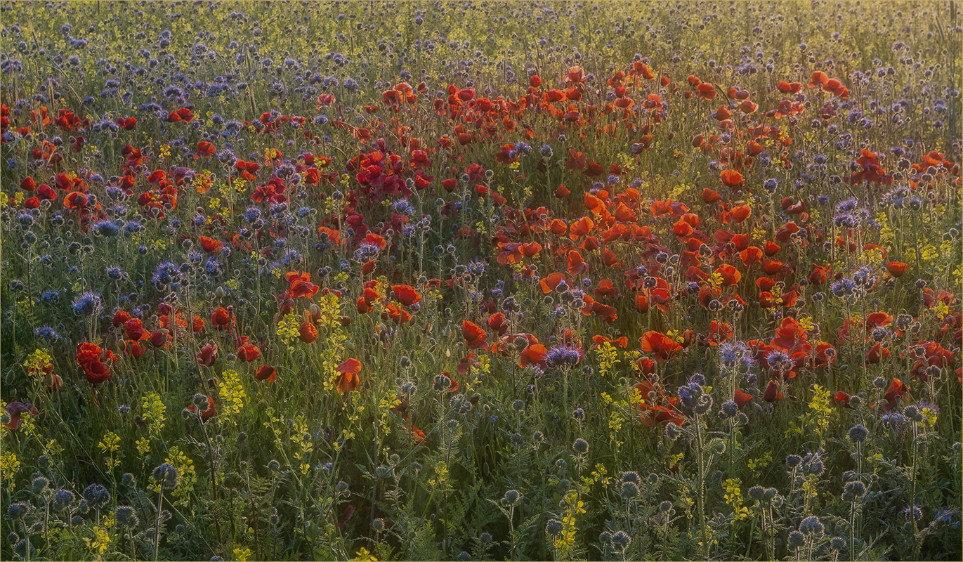 bliesgau-impressionismus