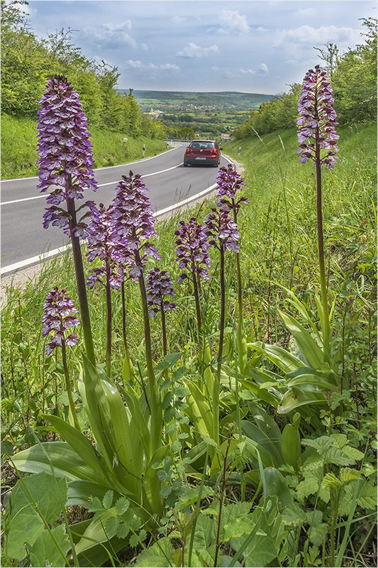 bliesgauer randstreifenflora