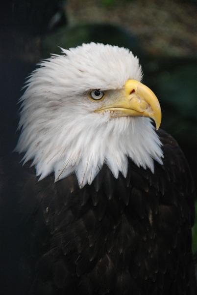 Blind Bald Eagle2